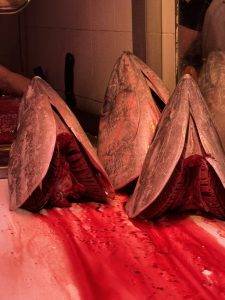 Die Thunfischköpfe werden ausgestellt