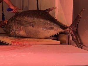 Thunfisch wird im Ganzen angeliefert