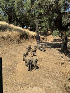 Erst geht es zu den Schweinen auf die Weide