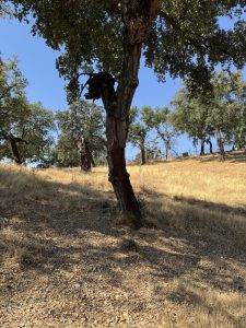 Korkeichen bieten Schatten