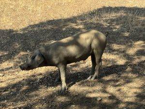 Jedes Tier hat einen Hektar Platz