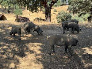 So sehen glückliche Schweine aus