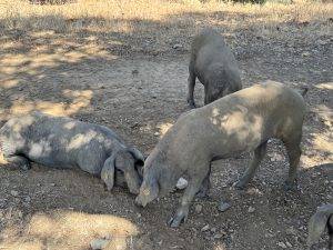Gesellige Tiere