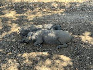 Siesta