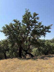 Kork- und Steineichen bieten Nahrung