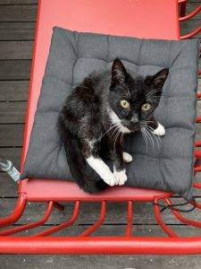 Flöckchen wird auch gerne gekrault