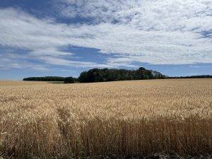 Spaziergang durch Wald und Feld mit Nadja