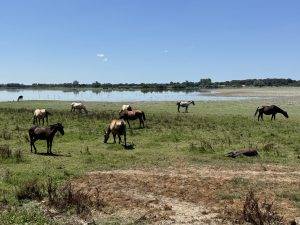Pferde grasen vor dem See
