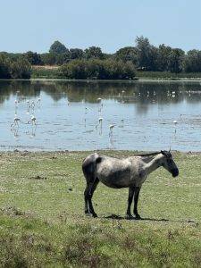 Dahinter stehen Flamingos