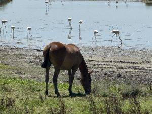 So etwas sieht man selten in freier Natur