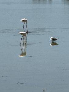 Neben Flamingos gibt es auch noch andere Vögel zu sehen