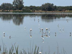 Und verschiedene Reiher