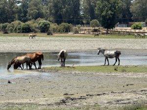 Abkühlung am Wasser