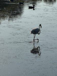 Flamingo am Morgen, vertreibt Kummer und Sorgen