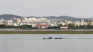 Nur ca. 100 m entfernt