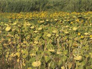 Sonnenblumenfeld am Wegesrand
