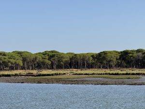 IMG_6332 Toller Pinienwald