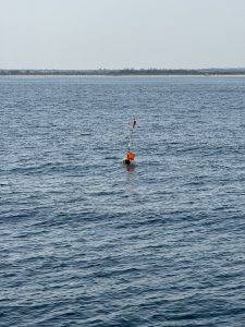 Dafür wieder jede Menge Fischerfähnchen