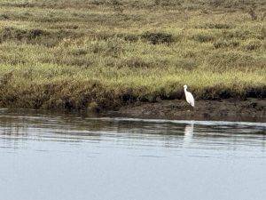 IMG_6641 Early Bird