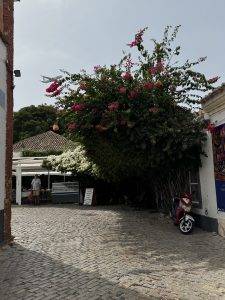 Bougainvillea mit Flieger