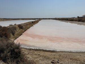IMG_6697 Saline