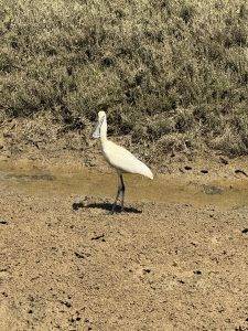 Löffler am Wegesrand