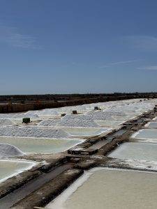 Zweimal im Jahr wird geerntet