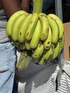 IMG_6915 Frische Bananen