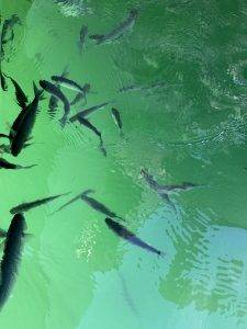 IMG_6986 Fische unterm Rumpf