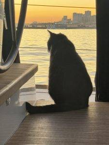 Lucky genießt die schöne Abendstimmung