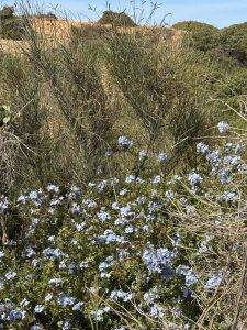 Blütenpracht am Wegesrand