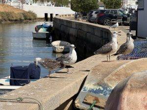 Empfangskommitee in Ferragudo