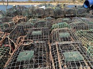 Oktopusse haben Schonzeit