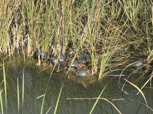Schildkrötensonnenbad