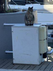 Katze Harley ist noch da