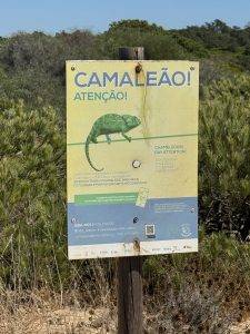 Auf der Suche nach dem Chamäleon