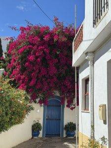 Bougainvillea in Burgau