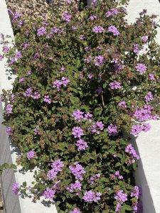 Blümchen an jeder Ecke