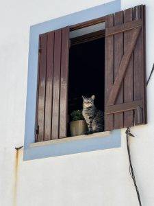 Es riecht nach Sardine gegenüber