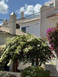 Noch mehr Bougainvillea