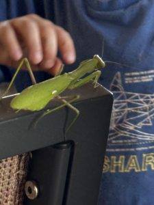 Der Stuhl ist der falsche Ort für dieses Insekt