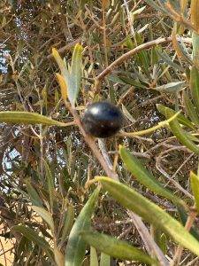 Die Oliven sind reif