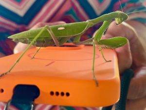 Rettungseinsatz für die Gottesanbeterin