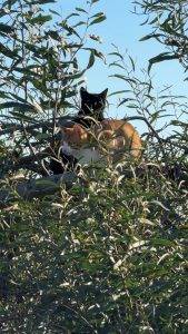 Noch mehr süße Kätzchen