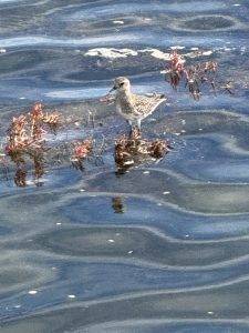 Angeblich ein Kibitzregenpfeifer