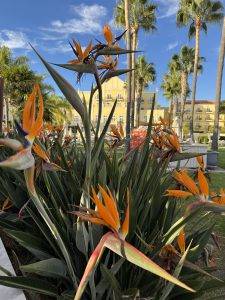 Auch hier blühen die Strelitzien