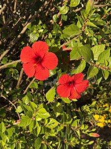 Hibiskus blüht im Moment auch
