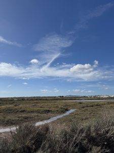 Blick auf die Salzwiesen