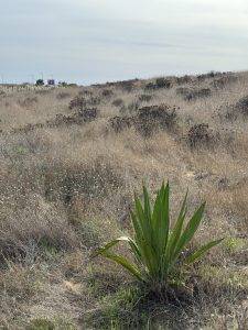 Dünenlandschaft auf der anderen Seite