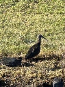 Ein Sichler am Teichrand
